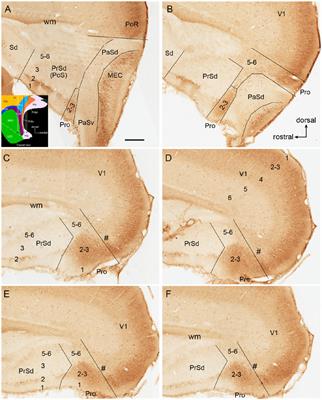 Rodent Area Prostriata Converges Multimodal Hierarchical Inputs and Projects to the Structures Important for Visuomotor Behaviors